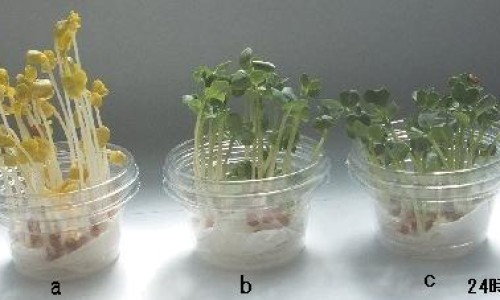 经期可以吃西梅水果吗-经期可以吃西梅不、列假可以吃西梅吗 -经期能吃法国西梅吗网