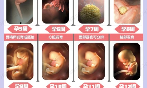 经期可以吃西梅不、列假可以吃西梅吗 -经期能吃法国西梅吗网